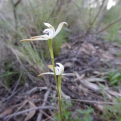 Caladenia ustulata (Brown Caps) at Point 5809 - 26 Sep 2016 by JanetRussell