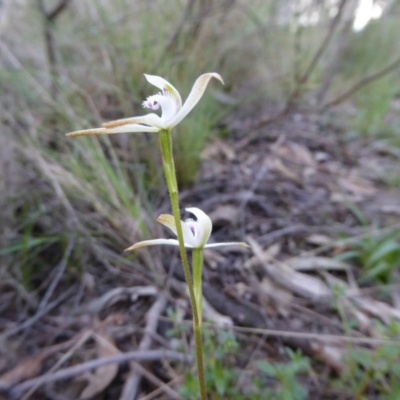Caladenia ustulata (Brown Caps) at Point 5809 - 26 Sep 2016 by JanetRussell