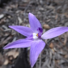 Glossodia major (Wax Lip Orchid) at Bruce Ridge - 26 Sep 2016 by JanetRussell