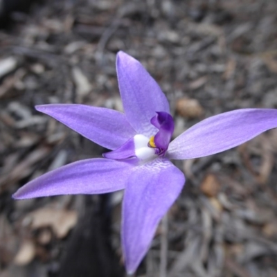 Glossodia major (Wax Lip Orchid) at Bruce Ridge - 26 Sep 2016 by JanetRussell