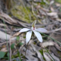 Caladenia fuscata (Dusky Fingers) at Bruce Ridge - 26 Sep 2016 by JanetRussell