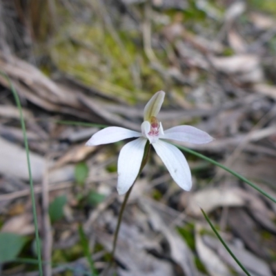 Caladenia fuscata (Dusky Fingers) at Bruce Ridge - 26 Sep 2016 by JanetRussell