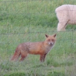 Vulpes vulpes at Paddys River, ACT - 2 Oct 2016 07:30 PM