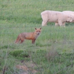 Vulpes vulpes at Paddys River, ACT - 2 Oct 2016 07:30 PM