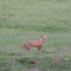 Vulpes vulpes at Paddys River, ACT - 2 Oct 2016 07:30 PM