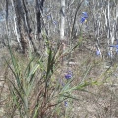 Stypandra glauca (Nodding Blue Lily) at Jerrabomberra, NSW - 2 Oct 2016 by snowbatplants@bigpond.com