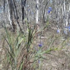 Stypandra glauca (Nodding Blue Lily) at Jerrabomberra, NSW - 2 Oct 2016 by SnowbatHorticultureandLandscaping