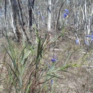 Stypandra glauca at Jerrabomberra, NSW - 2 Oct 2016