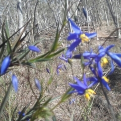 Stypandra glauca at Jerrabomberra, NSW - 2 Oct 2016