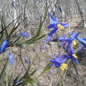 Stypandra glauca at Jerrabomberra, NSW - 2 Oct 2016