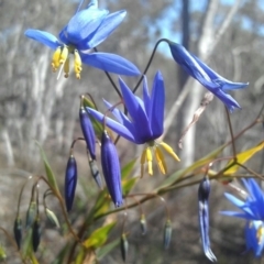 Stypandra glauca at Jerrabomberra, NSW - 2 Oct 2016