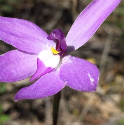 Glossodia major (Wax Lip Orchid) at Black Mountain - 1 Oct 2016 by ibaird