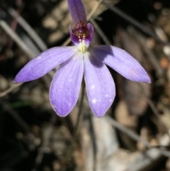 Cyanicula caerulea (Blue Fingers, Blue Fairies) at Canberra Central, ACT - 1 Oct 2016 by ibaird