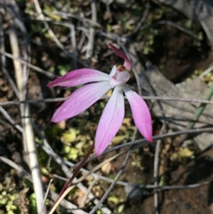 Caladenia fuscata at Point 79 - 2 Oct 2016