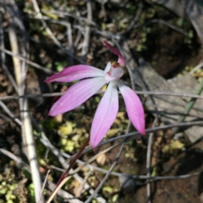 Caladenia fuscata (Dusky Fingers) at Canberra Central, ACT - 2 Oct 2016 by ibaird