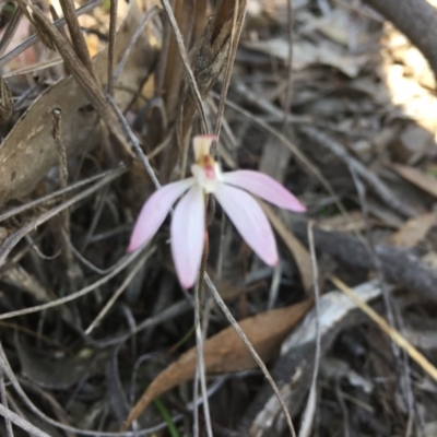 Caladenia fuscata (Dusky Fingers) at Black Mountain - 2 Oct 2016 by ibaird