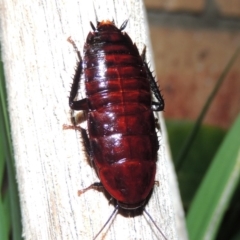 Melanozosteria sp. (genus) (A native cockroach) at Pollinator-friendly garden Conder - 29 Apr 2016 by michaelb