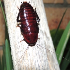 Melanozosteria sp. (genus) at Conder, ACT - 29 Apr 2016