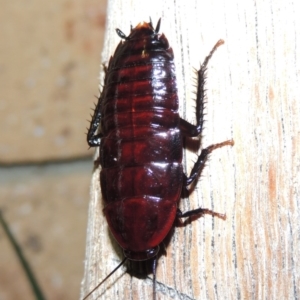 Melanozosteria sp. (genus) at Conder, ACT - 29 Apr 2016