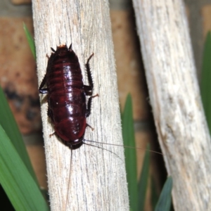 Melanozosteria sp. (genus) at Conder, ACT - 29 Apr 2016