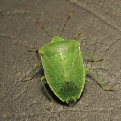 Nezara viridula (Green vegetable bug) at Conder, ACT - 2 Apr 2016 by MichaelBedingfield