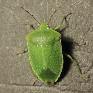 Nezara viridula at Conder, ACT - 2 Apr 2016 12:07 AM