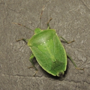 Nezara viridula at Conder, ACT - 2 Apr 2016 12:07 AM