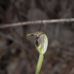 Pterostylis pedunculata (Maroonhood) at Aranda, ACT - 2 Oct 2016 by DerekC