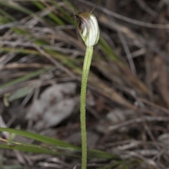 Pterostylis pedunculata at Point 4081 - 2 Oct 2016