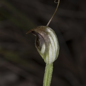 Pterostylis pedunculata at Point 4081 - 2 Oct 2016