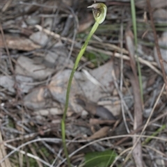 Pterostylis pedunculata at Point 4081 - 2 Oct 2016