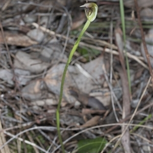 Pterostylis pedunculata at Point 4081 - 2 Oct 2016