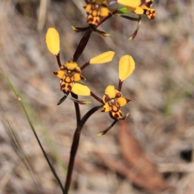 Diuris pardina (Leopard Doubletail) at Canberra Central, ACT - 2 Oct 2016 by petersan