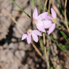 Caladenia carnea (Pink Fingers) at Mount Majura - 2 Oct 2016 by petersan