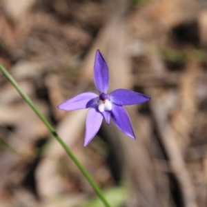 Glossodia major at Canberra Central, ACT - 2 Oct 2016