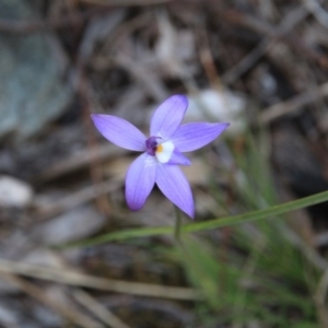 Glossodia major at Canberra Central, ACT - 2 Oct 2016