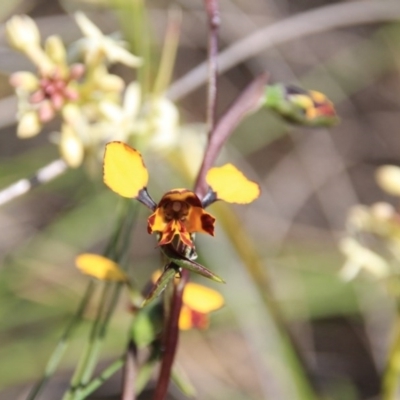 Diuris pardina (Leopard Doubletail) at Mount Majura - 2 Oct 2016 by petersan