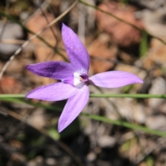 Glossodia major (Wax Lip Orchid) at Hackett, ACT - 2 Oct 2016 by petersan