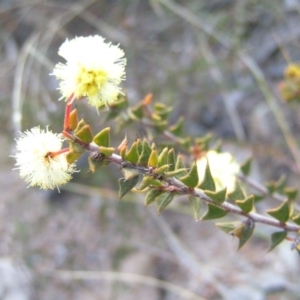 Acacia gunnii at Kambah, ACT - 30 Aug 2008 10:52 AM