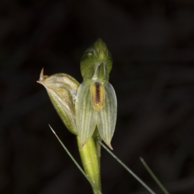 Bunochilus umbrinus (Broad-sepaled Leafy Greenhood) at Aranda Bushland - 2 Oct 2016 by DerekC