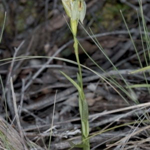 Bunochilus umbrinus (ACT) = Pterostylis umbrina (NSW) at suppressed - suppressed