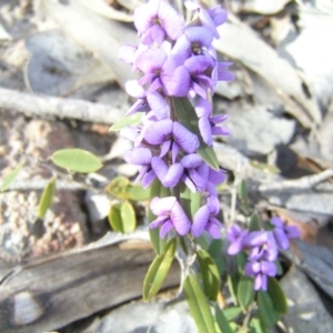 Hovea heterophylla at Kambah, ACT - 30 Aug 2008