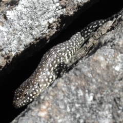 Egernia cunninghami (Cunningham's Skink) at Chifley, ACT - 4 Nov 2011 by MatthewFrawley