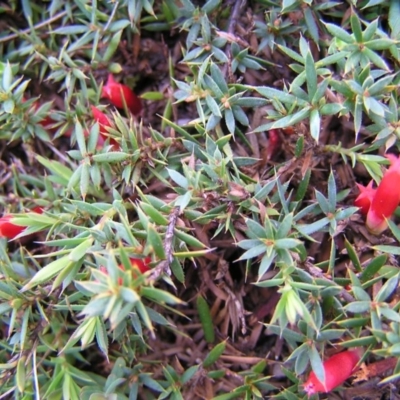 Astroloma humifusum (Cranberry Heath) at Mount Taylor - 17 Mar 2012 by MatthewFrawley