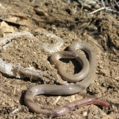 Aprasia parapulchella (Pink-tailed Worm-lizard) at Mount Taylor - 4 Oct 2011 by MatthewFrawley