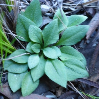 Speculantha rubescens (Blushing Tiny Greenhood) at Point 5809 - 26 Sep 2016 by JanetRussell