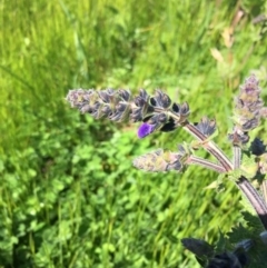 Salvia verbenaca var. verbenaca (Wild Sage) at Molonglo Valley, ACT - 2 Oct 2016 by Speedsta