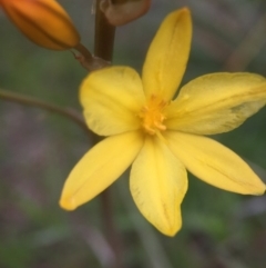 Bulbine bulbosa (Golden Lily, Bulbine Lily) at Belconnen, ACT - 3 Oct 2016 by JasonC