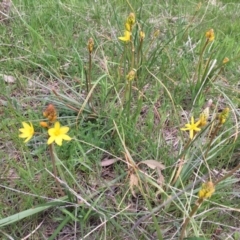 Bulbine bulbosa at Molonglo River Reserve - 3 Oct 2016 05:25 PM