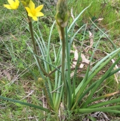 Bulbine bulbosa at Molonglo River Reserve - 3 Oct 2016 05:25 PM